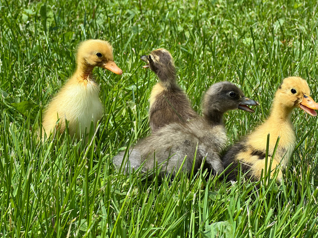 Runner duck hatching eggs in Livestock in Oakville / Halton Region - Image 3