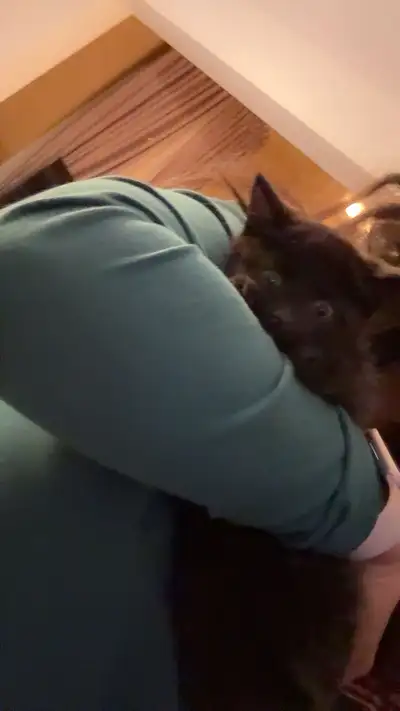 black kittens , View more