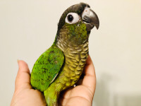 Handfed Baby Conures