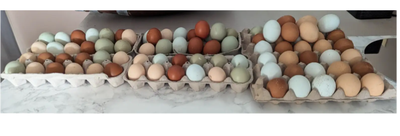 Oeufs eggs NON-Fécondés de poules nourris aux grains Bio, View more