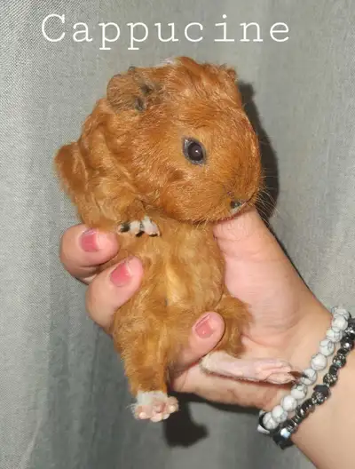 bébés cochons d'indes / Guinea pigs babies, View more