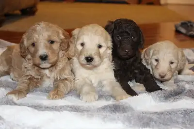 BEAUTIFUL GOLDENDDOODLES READY FOR THEIR NEW, LOVING FAMILY DECEMBER 18! Maple had a lovely litter o...