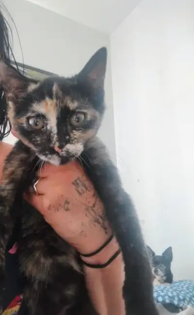 Magnifique petit chaton femelle de race écaille de tortue!, View more