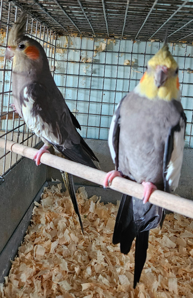 Breeding pairs of cockatiels in Birds for Rehoming in St. Catharines - Image 3