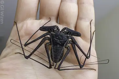 Honduran whip spider - Phrynus whitei babies, View more