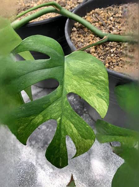 10  tetrasperma wetstick in Plants, Fertilizer & Soil in City of Toronto - Image 2