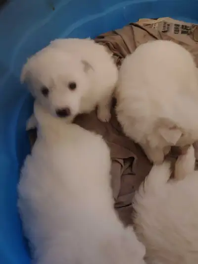 miniature american eskimo pups , View more