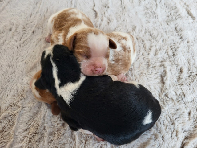Purebred Cavalier King Charles Spaniel Puppies- CKC registered dans Dogs & Puppies for Rehoming in Edmonton - Image 2