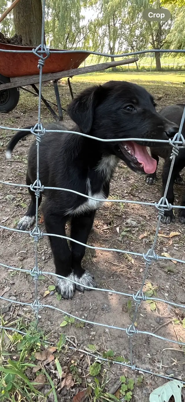 4 german short haired pointer mix pups available now in Dogs & Puppies for Rehoming in Ottawa - Image 9