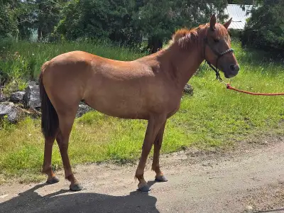 4 year old Prospect, View more