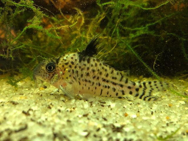 Fish and plecos in Fish for Rehoming in North Bay