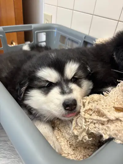 Alaskan malemute puppies female, View more