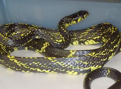 Tiger Ratsnakes (Couple), View more