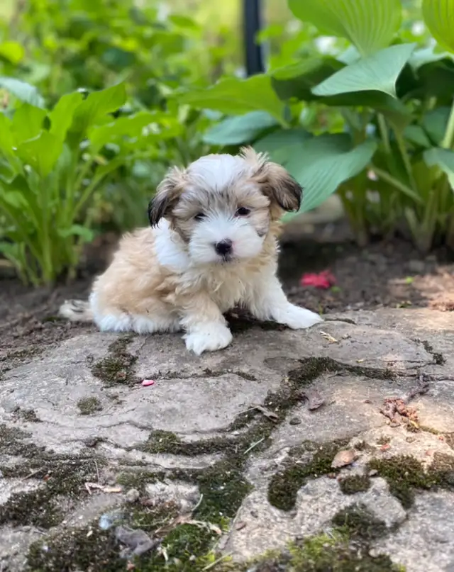 Snuggly Malshi puppies in Dogs & Puppies for Rehoming in Kitchener / Waterloo - Image 9
