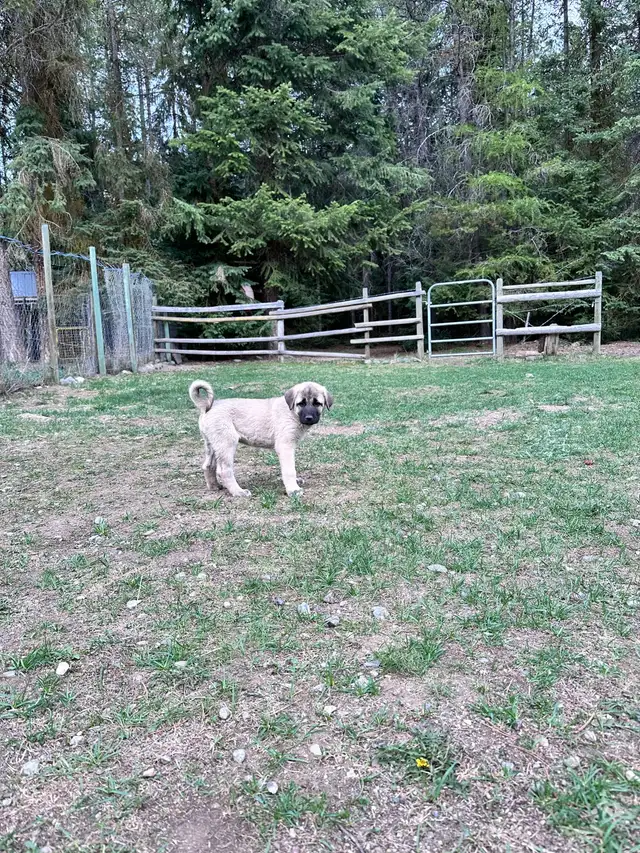 beautiful kangal puppies for sale! in Dogs & Puppies for Rehoming in Penticton - Image 8