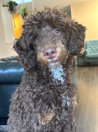 Male poodle for guardian