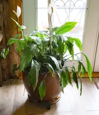 Large Peace Lily Flowering plant