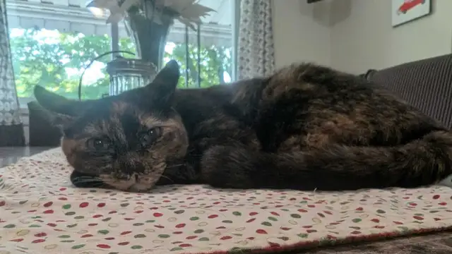 tortieshell Highland linx female kitten | Cats & Kittens for