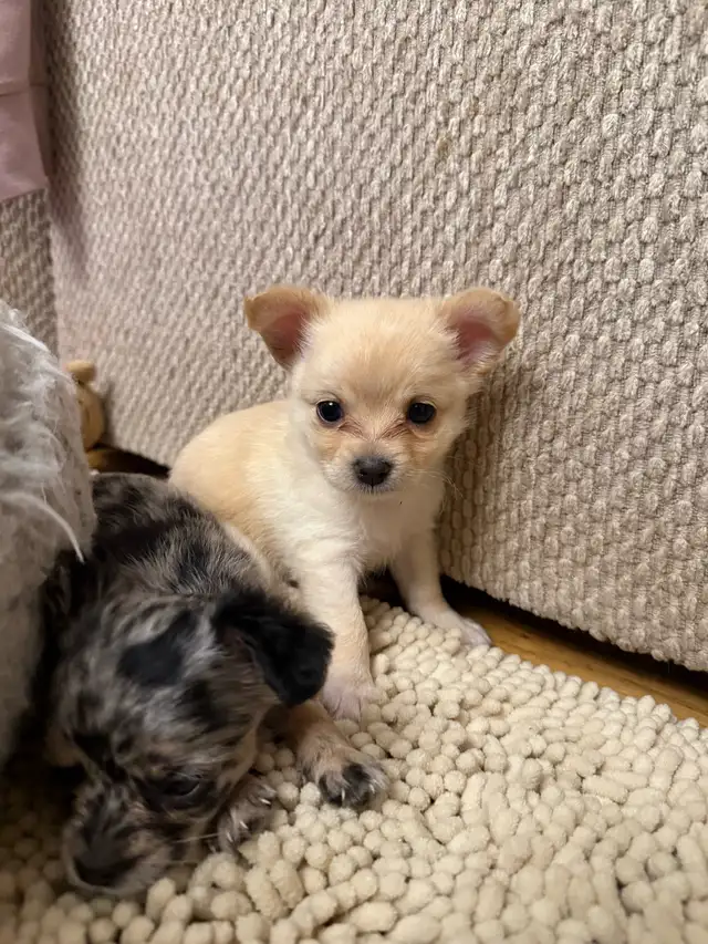 long haired chihuahua puppies in Dogs & Puppies for Rehoming in Markham / York Region - Image 9