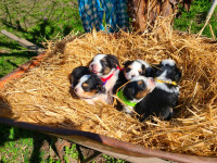 Austi-Pap Puppies (Mini Aussie X Papillion)