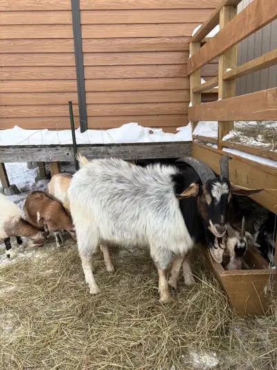 Brother and sister pair, View more