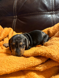 5 miniature dachshund puppy’s for sale