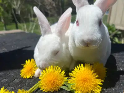 149 ads for mini rex in Pets in Ontario | Kijiji Marketplaces