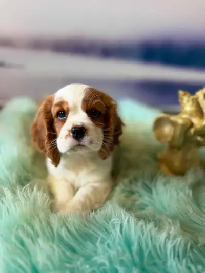 Cockapoo Puppies, View more