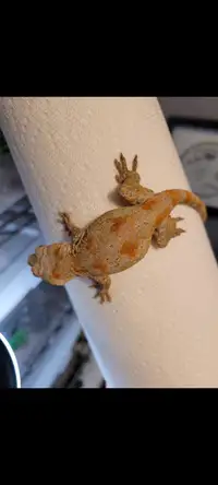 Probable Female Gargoyle Gecko