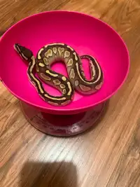 Female lesser ball Python