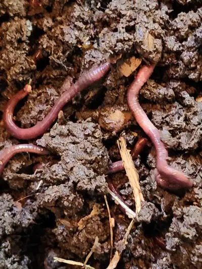 Composting Worms, View more