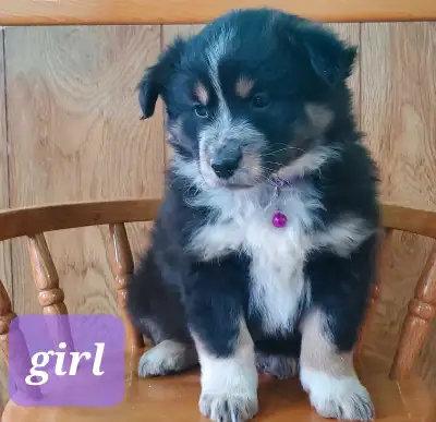 1 puppy ready for her new home. Vaccinated and vet checked! This roly poly playful puppy is raised o...