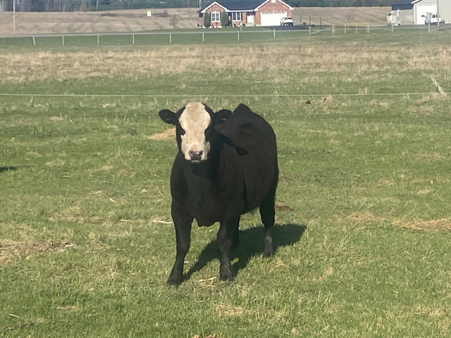Black baldy bull  in Livestock in Trenton - Image 2