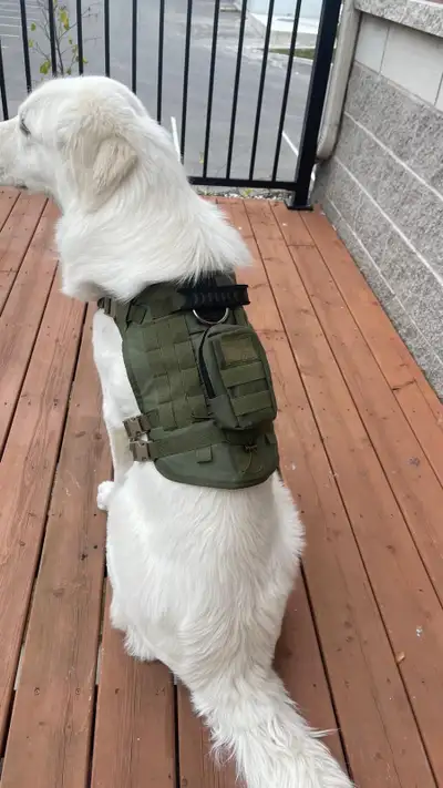 Wholesale Dogs & Cat accessories , View more