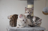 CHATONS BENGAL SUPERIEURE