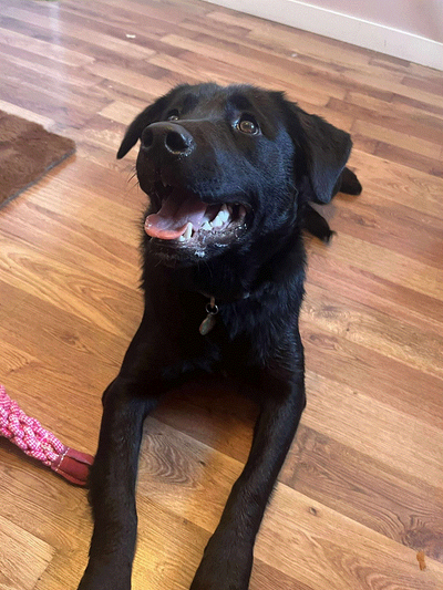 Black Lab Mix, View more