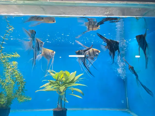 Angelfish  in Fish for Rehoming in Mississauga / Peel Region - Image 3