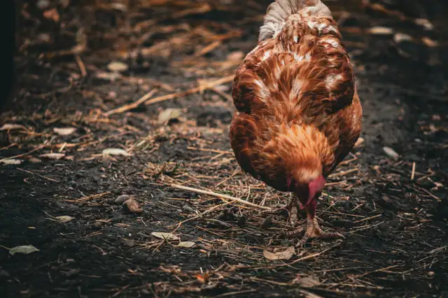 Free Range Farm Fresh Eggs578765413868513281