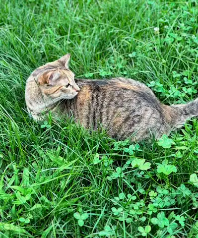 Private Bedroom For Rent  |  Owen Sound in Room Rentals & Roommates in Owen Sound - Image 7