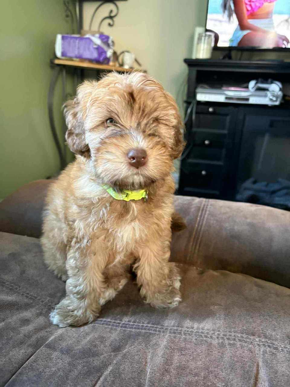 Mini whoodles 2 females and 2 males | Dogs & Puppies for Rehoming ...