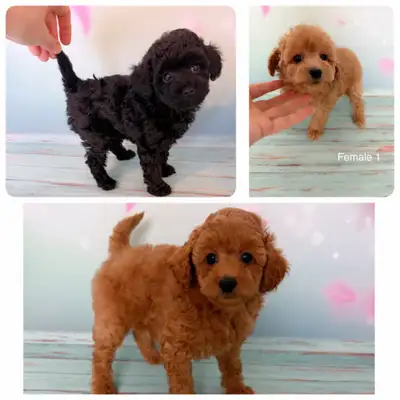 High quality CKC registered Toy Poodle puppies, View more