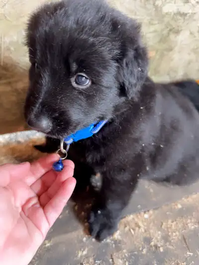 Puppys sale, View more