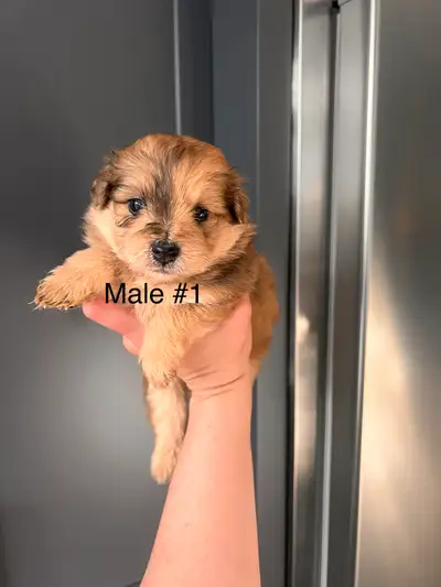 6 pomapoo puppies available, View more