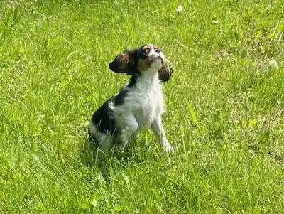 bonjour,j'ai présentement deux petits chiots cavalier King Charles de petit gabarit, un mâle ; 1500$...