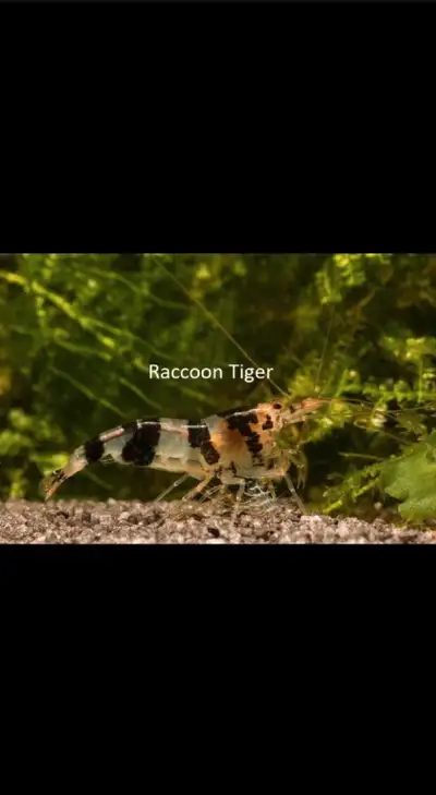 Raccoon Tiger Shrimps, View more