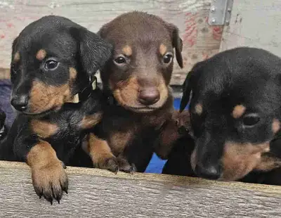 purebred dobermans , View more
