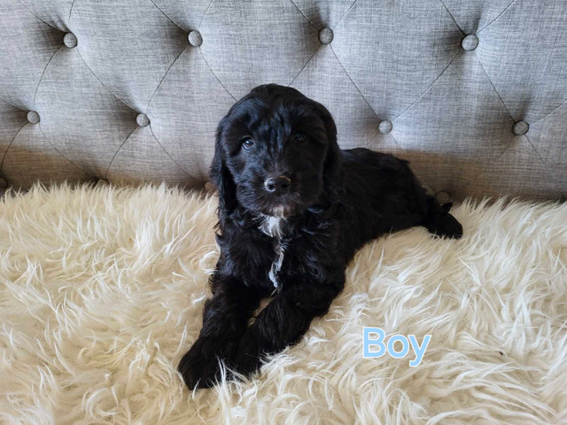 1 left! Adorable Cockapoo puppies! in Dogs & Puppies for Rehoming in Woodstock