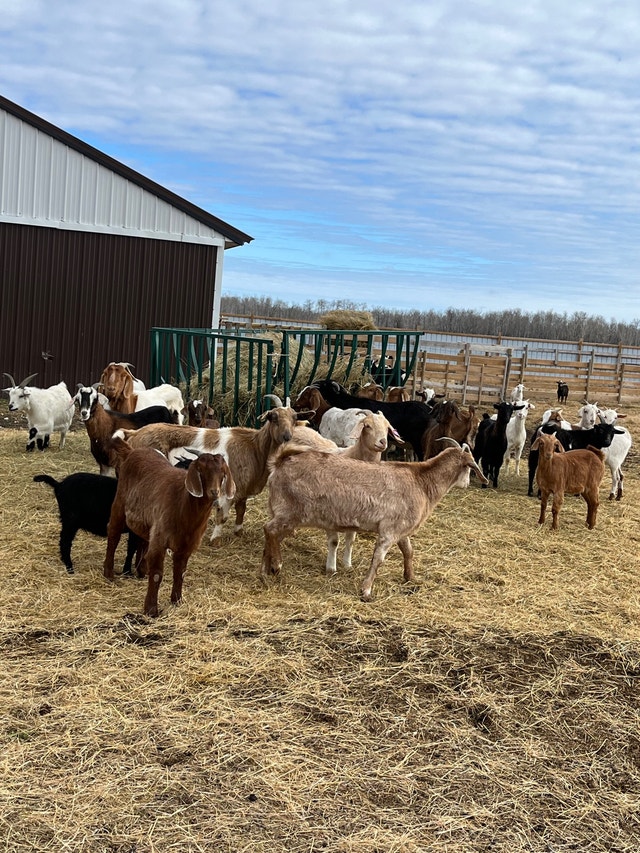 Goat for sale Livestock Winnipeg Kijiji