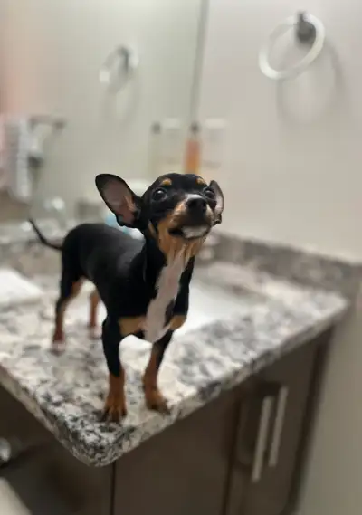 Beauitful Perfect Female Chihauhuax puppy. 3 months old, vaccinated, dewormed, healthy. Fully traine...