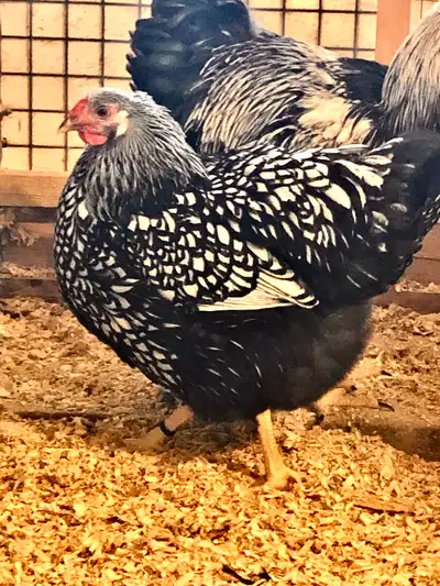 Poussins de poule Wyandotte Silver à vendre, View more